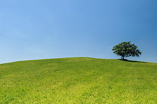 green tree in the middle of green grass field