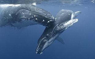 two gray whales, whale, animals HD wallpaper