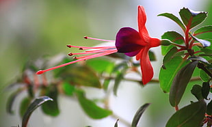 shallow depth of field photo of red petaled flower