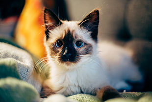 selective photo of white and brown kitten