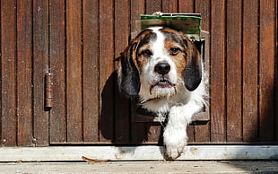 adult tricolor Beagle HD wallpaper