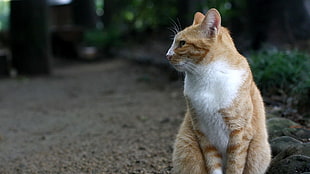 selective focus photo of orange Tabby cat HD wallpaper