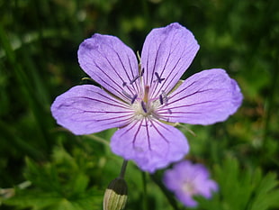 closeup photography of purple Geranium flower