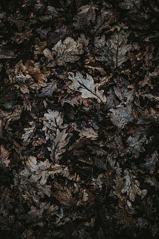 dried leaf lot, Oak, Leaves, Autumn