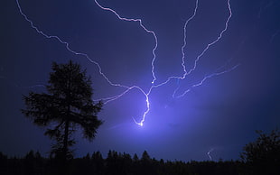 silhouette of tree under lightning during nighttime
