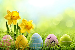 several assorted-color easter eggs HD wallpaper
