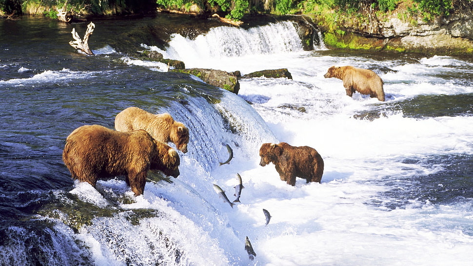 four brown bears, bears HD wallpaper