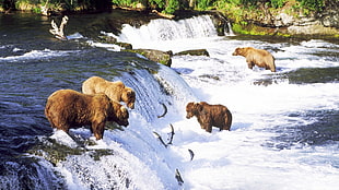 four brown bears, bears HD wallpaper