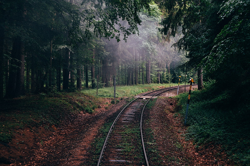 gray train tracks, forest, nature, railway, trees HD wallpaper