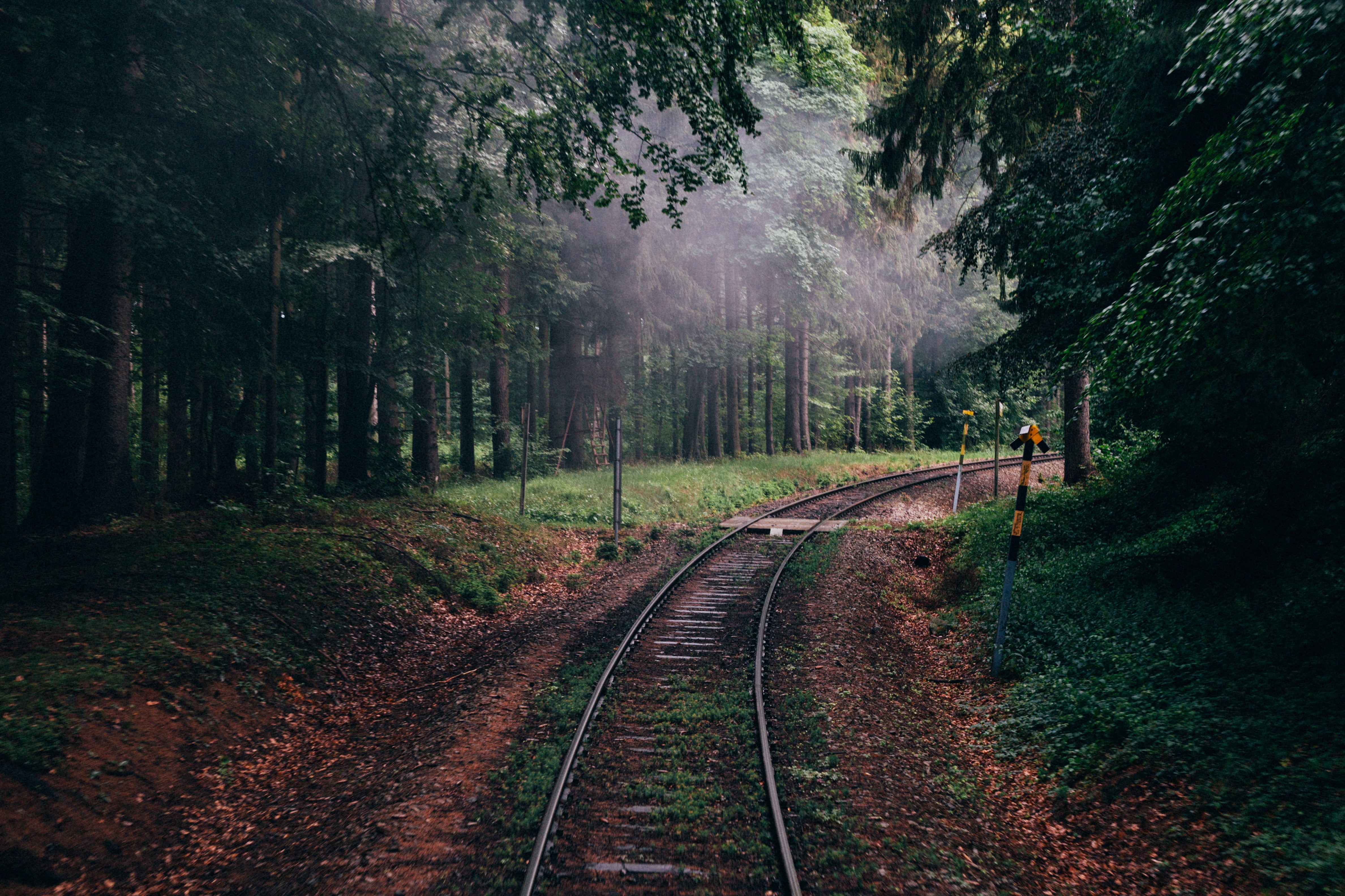 gray train tracks, forest, nature, railway, trees
