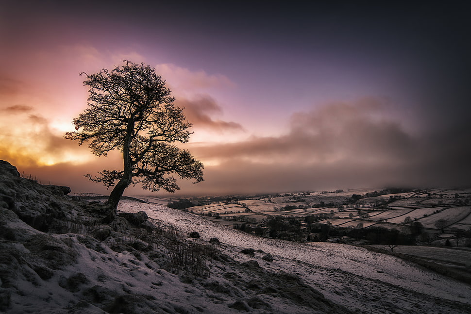 silhouette of tree during sunset, malham HD wallpaper