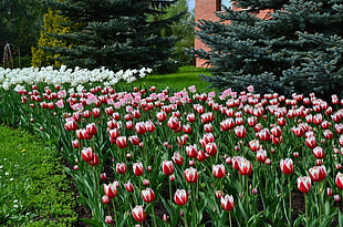red and white Tulip flower field during daytime
