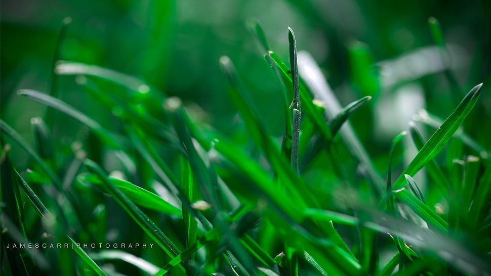 green grass, grass HD wallpaper