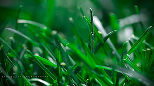 green grass, grass