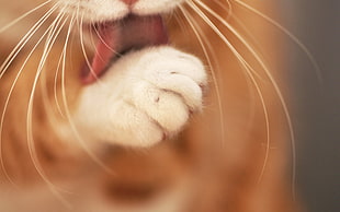Cat paw macro photography HD wallpaper