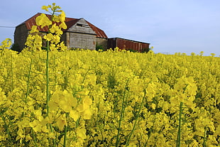 landscape photography of gray and brown barn near bed of yellow petal flower, gloucestershire