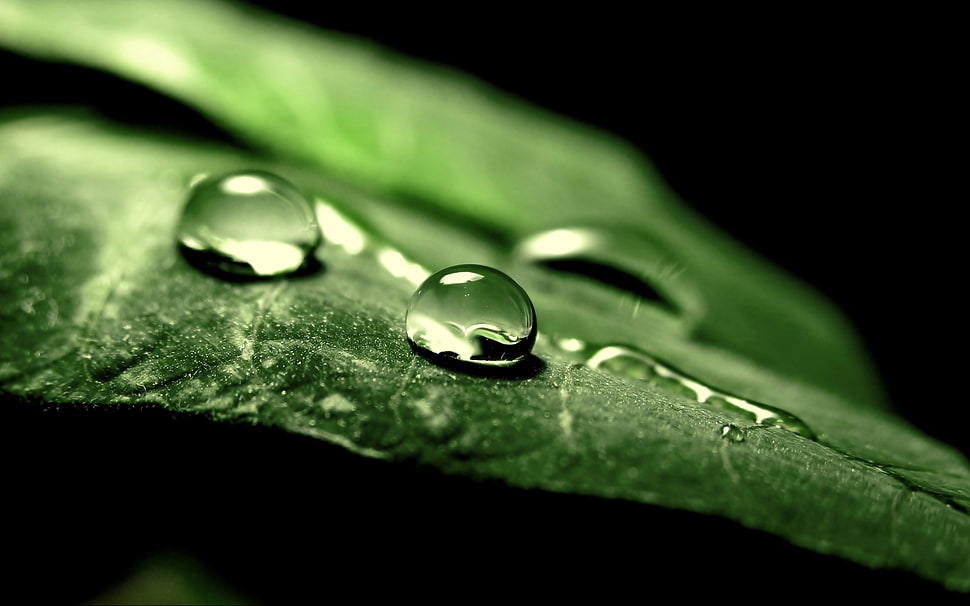 macro photography of water dew on green leaf HD wallpaper