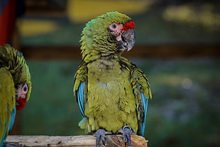 green parrot, Macaw, Parrot, Bird