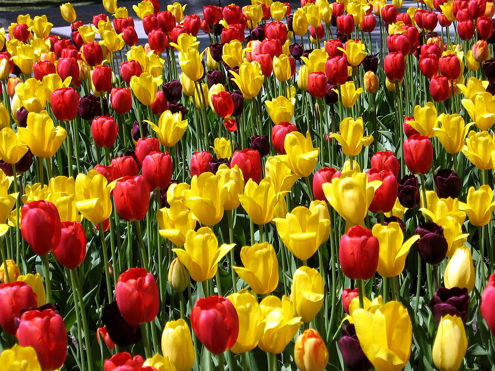 yellow and red tulips photography HD wallpaper
