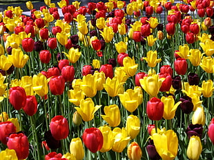yellow and red tulips photography