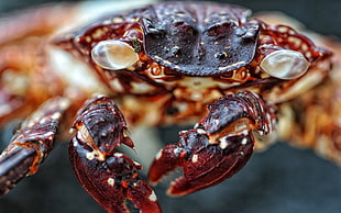 closeup photo of brown crab