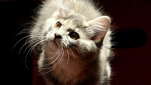 gray cat, cat, animals HD wallpaper