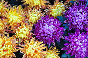 yellow and purple Chrysanthemums