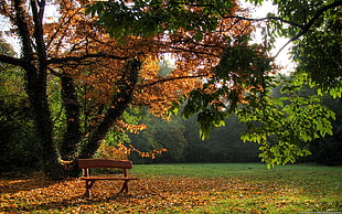 brown wooden bench, nature