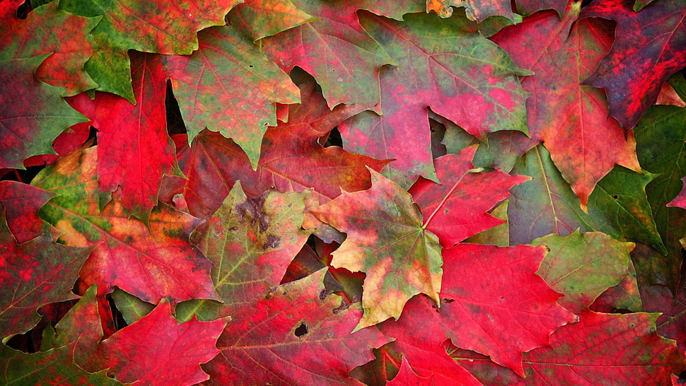 green and red Maple leaves HD wallpaper