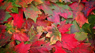 green and red Maple leaves