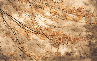 brown leaf tree HD wallpaper