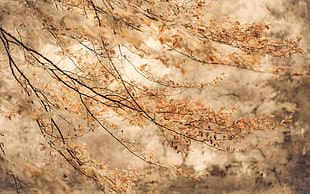 brown leaf tree