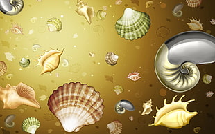 assorted seashells illustration HD wallpaper