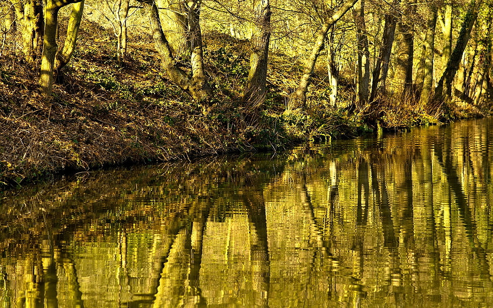 swamp between trees HD wallpaper