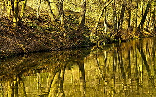 swamp between trees HD wallpaper