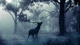 stag in forest wallpaper, stags HD wallpaper