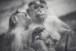 grayscale photo of monkeys HD wallpaper