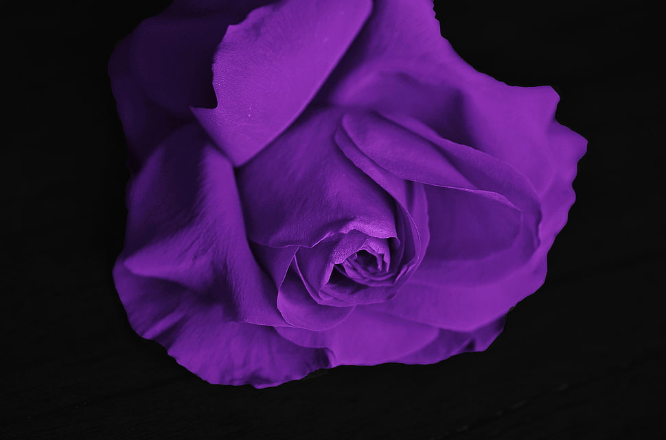 purple Rose flower HD wallpaper