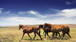 three black and brown horses running
