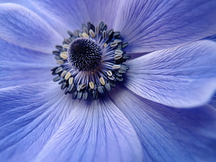 close up photography of purple anemone flower