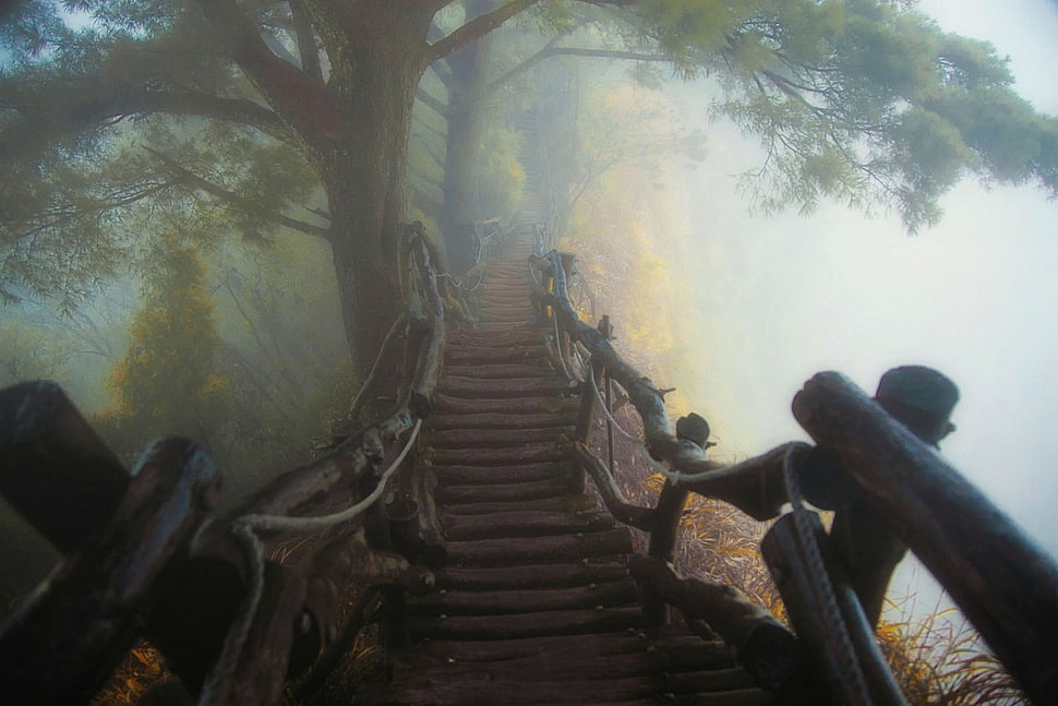 leafed tree, nature, landscape, mist, path HD wallpaper