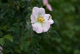 pink rose flower, Dogrose, Dew, Flower HD wallpaper