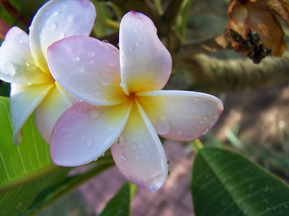 pink-and-white petaled flowers, flowers, nature, Plumeria HD wallpaper