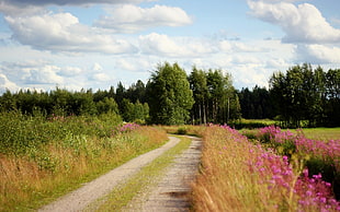 pink flowers beside road during daytime
