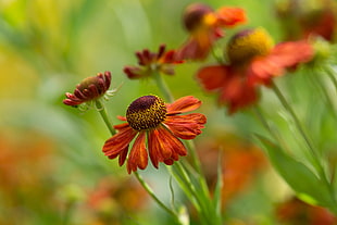 selective focus photography of orange petaled flowers