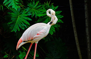 flamingo, phoenicopteridae