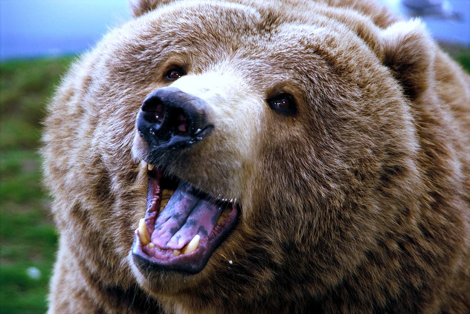 grizzly bear HD wallpaper
