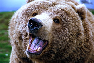 grizzly bear
