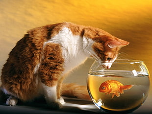 orange and white cat beside round clear glass fish bowl with gold fish