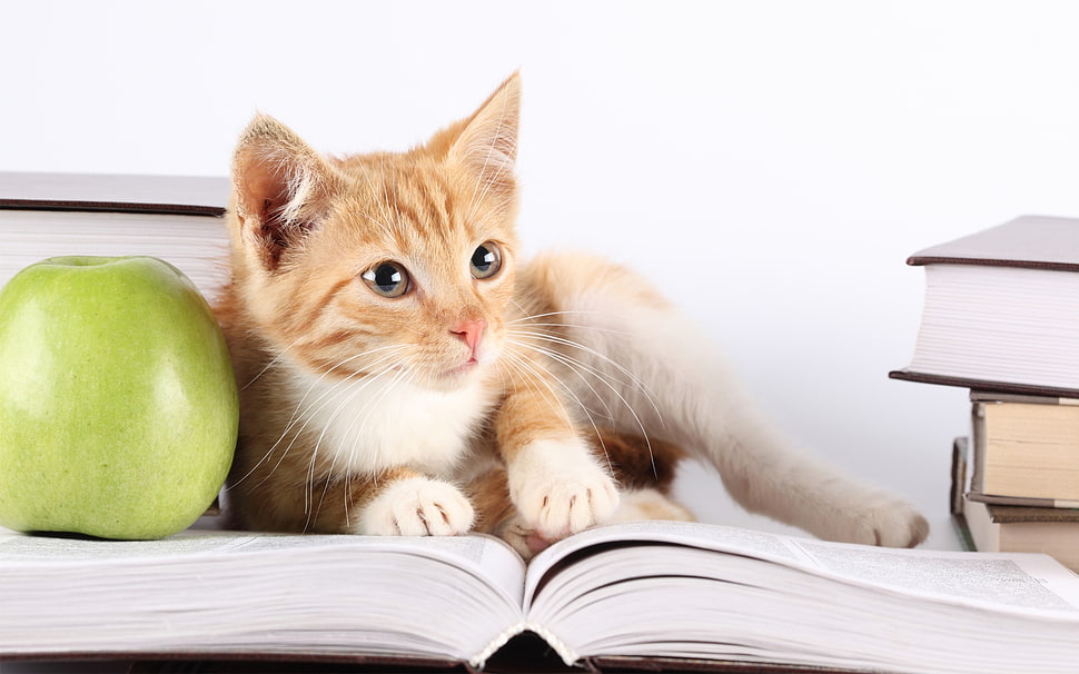 orange Tabby kitten lying on open book beside green apple HD wallpaper